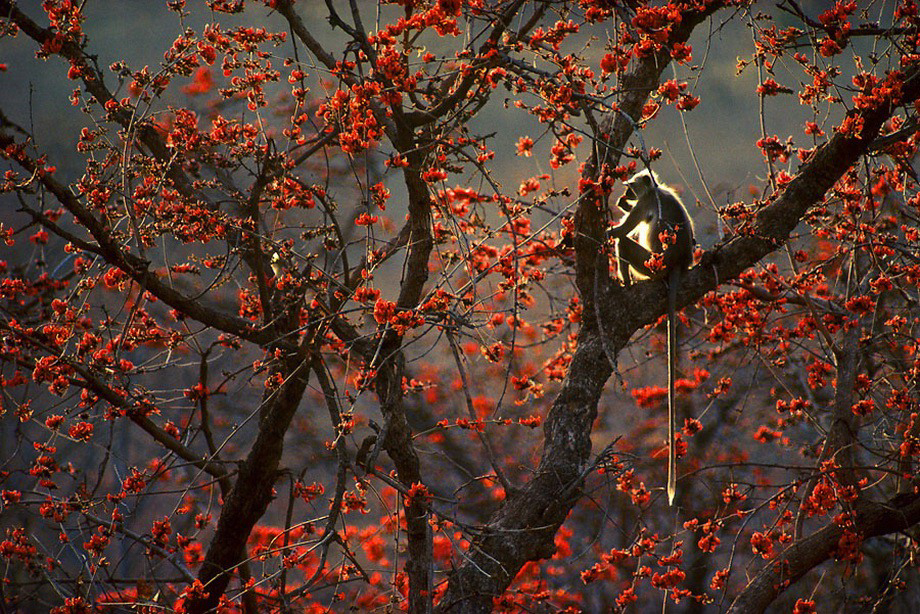 Gallery 2222397 image 1