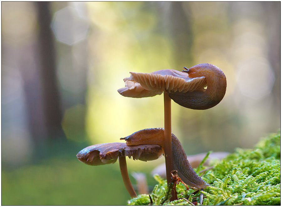 Gallery 2222600 image 1