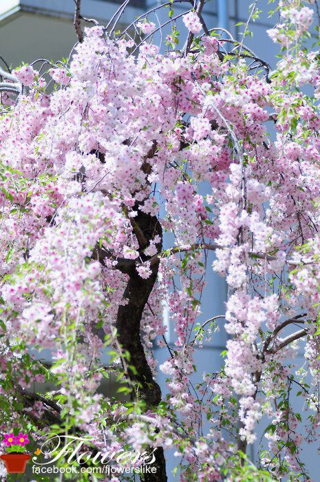 Gallery 2222684 image 1