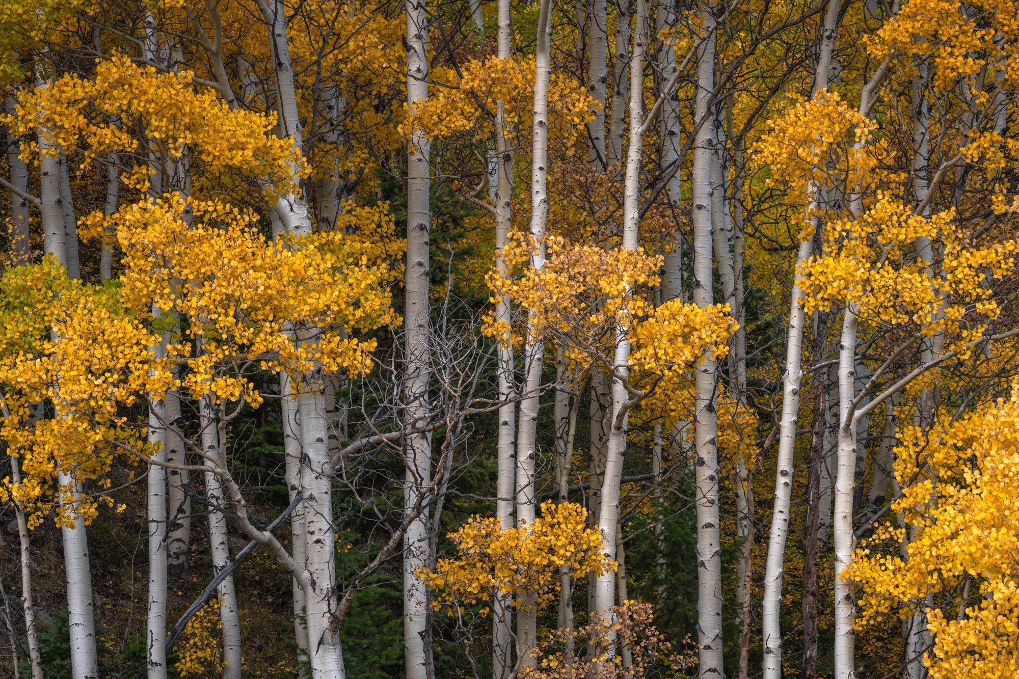 Ոսկեգույն ծառեր, որոնք լուսավորվել են օրվա վերջին լույսով Քեբլեր լեռնանցքում, Կոլորադո։