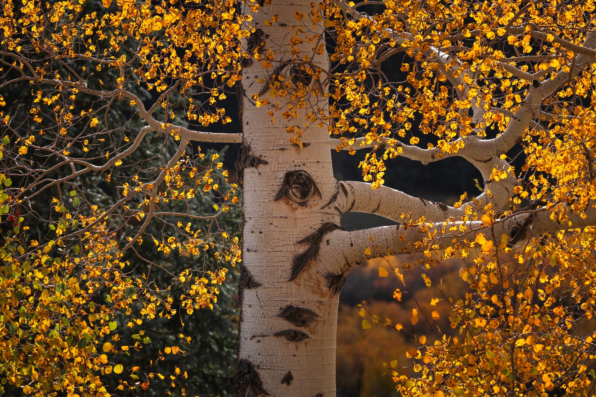 Ոսկեգույն ծառեր, որոնք լուսավորվել են օրվա վերջին լույսով Քեբլեր լեռնանցքում, Կոլորադո։