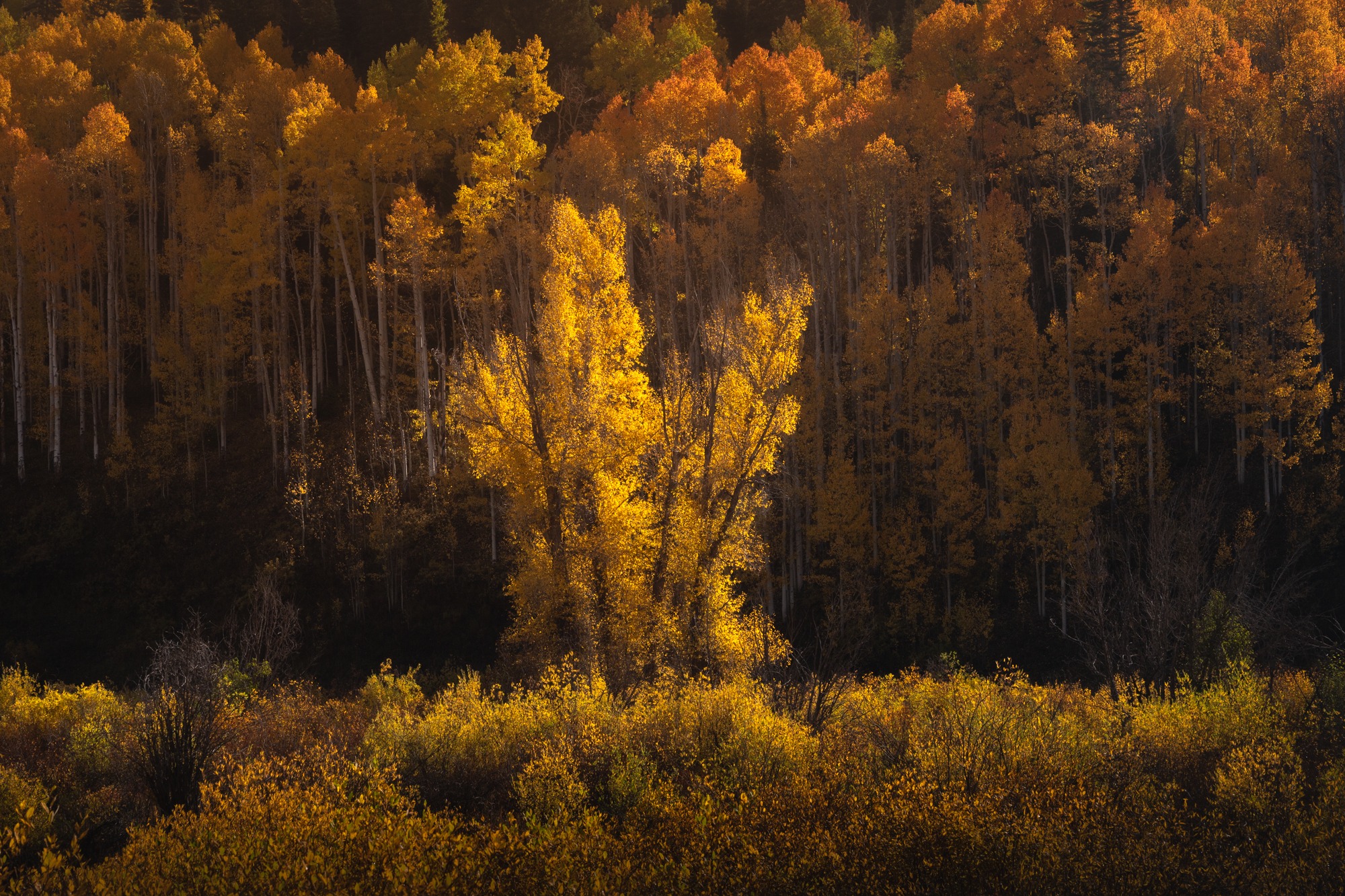Ոսկեգույն ծառեր, որոնք լուսավորվել են օրվա վերջին լույսով Քեբլեր լեռնանցքում, Կոլորադո։
