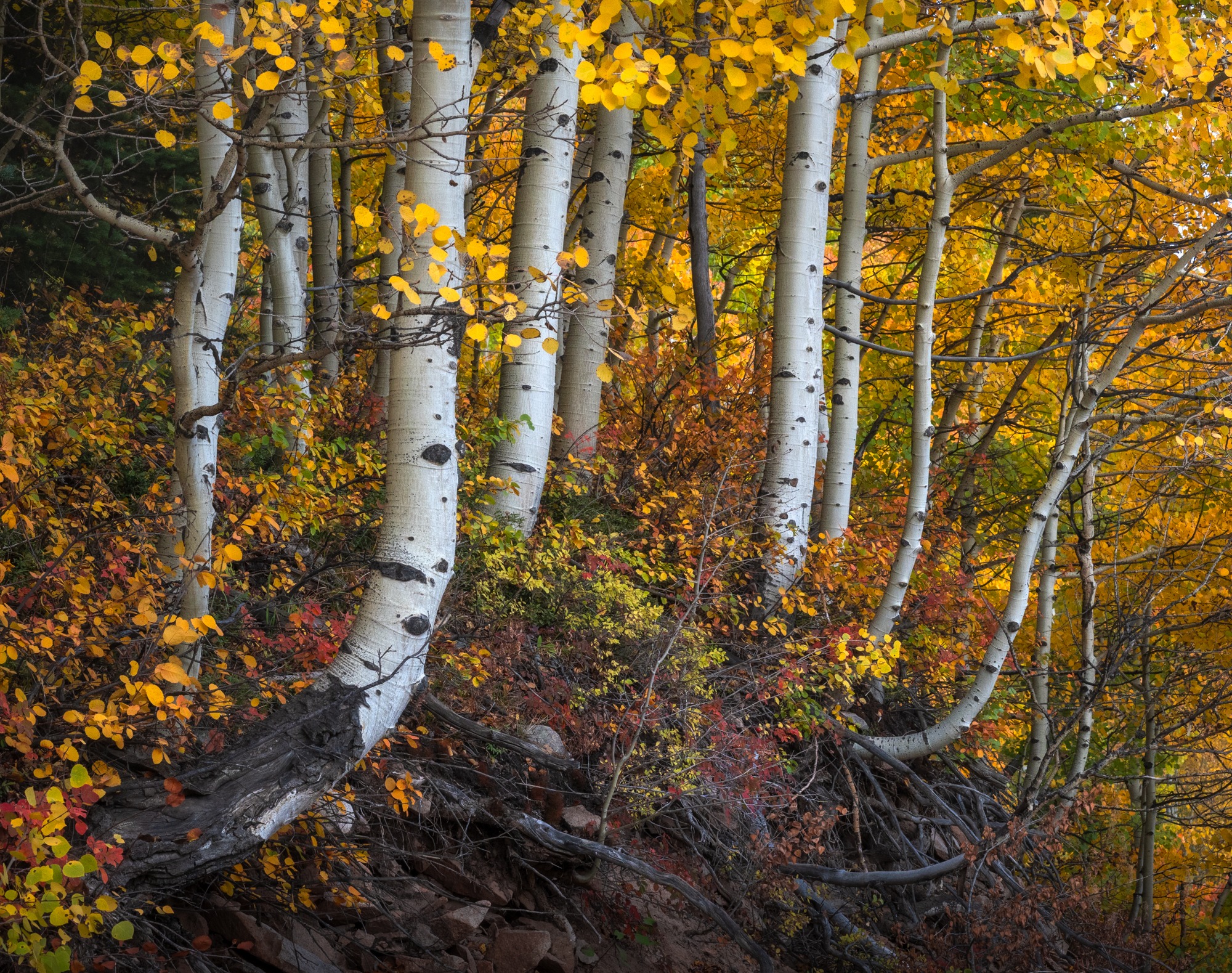 Ոսկեգույն ծառեր, որոնք լուսավորվել են օրվա վերջին լույսով Քեբլեր լեռնանցքում, Կոլորադո։