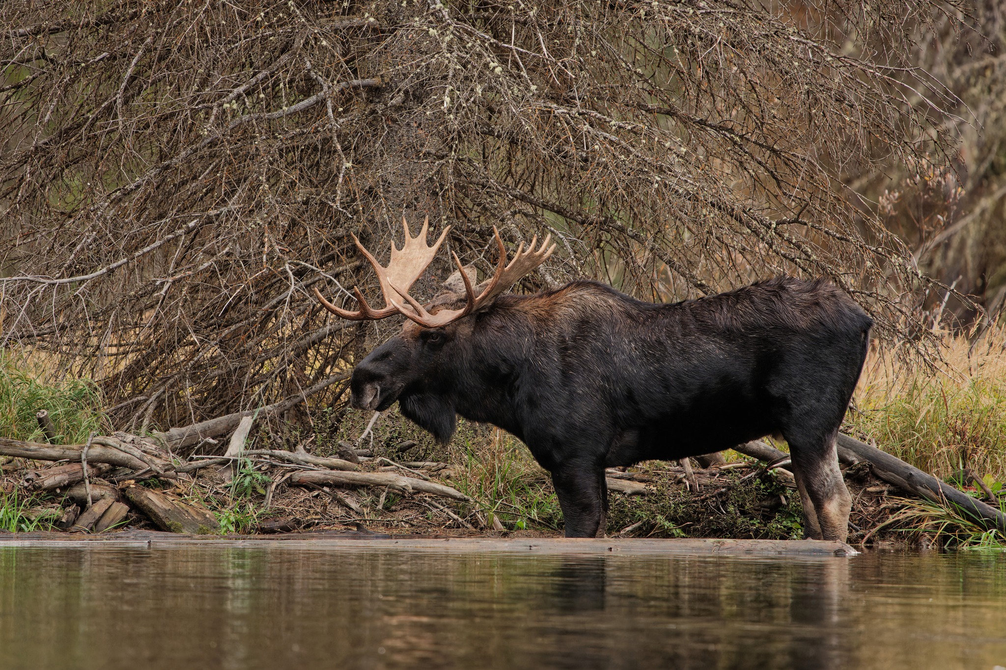 Որմզդեղն | Գրանդ Տիտոն ազգային պարկ