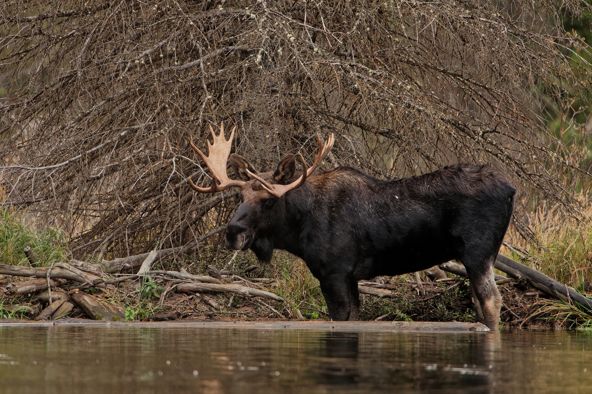 Որմզդեղն | Գրանդ Տիտոն ազգային պարկ