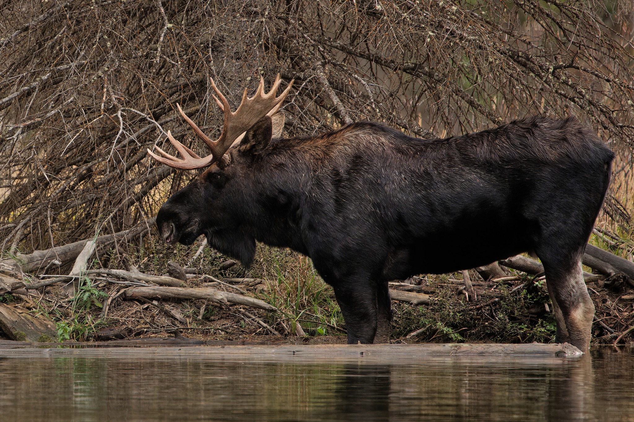 Որմզդեղն | Գրանդ Տիտոն ազգային պարկ