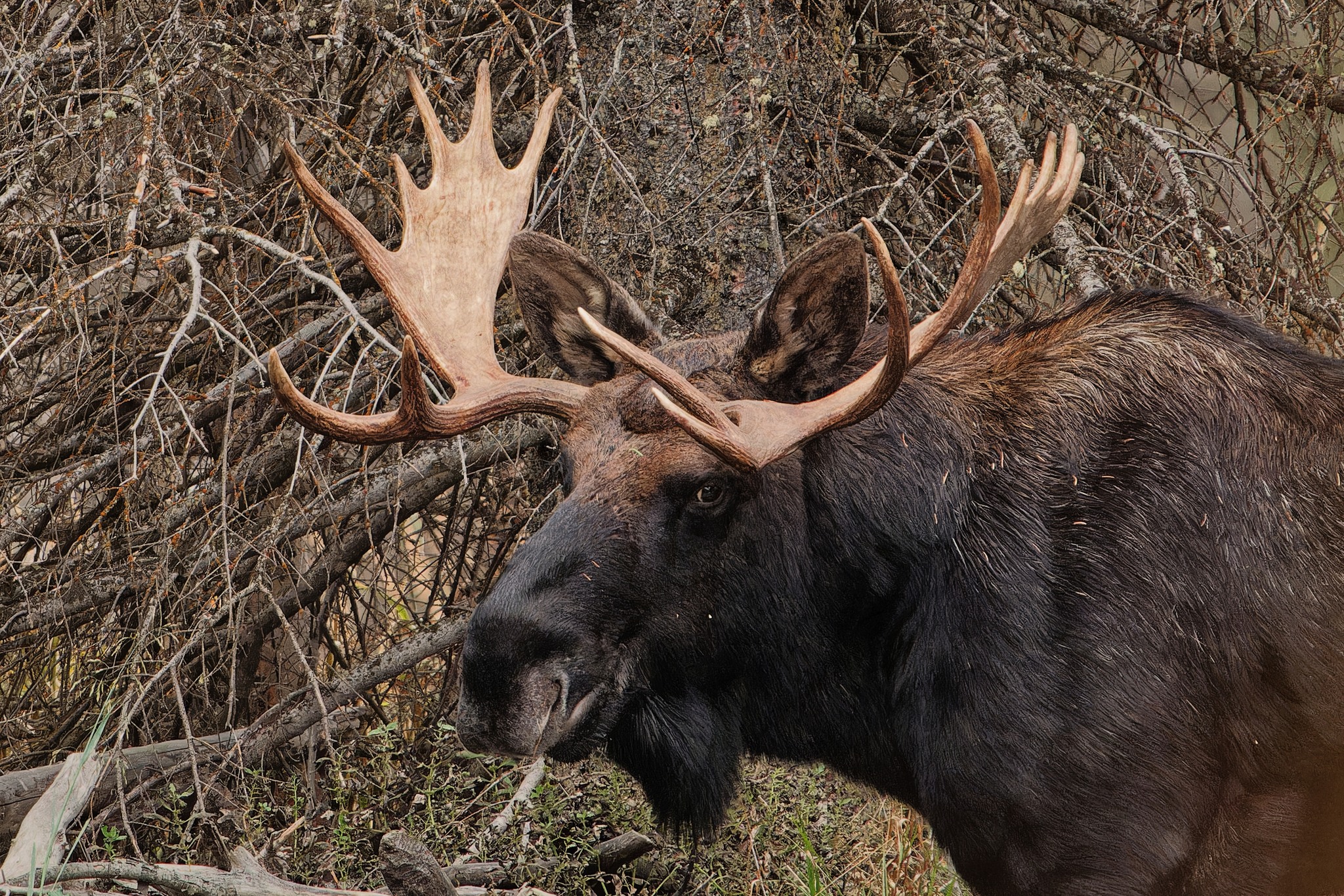 Որմզդեղն | Գրանդ Տիտոն ազգային պարկ
