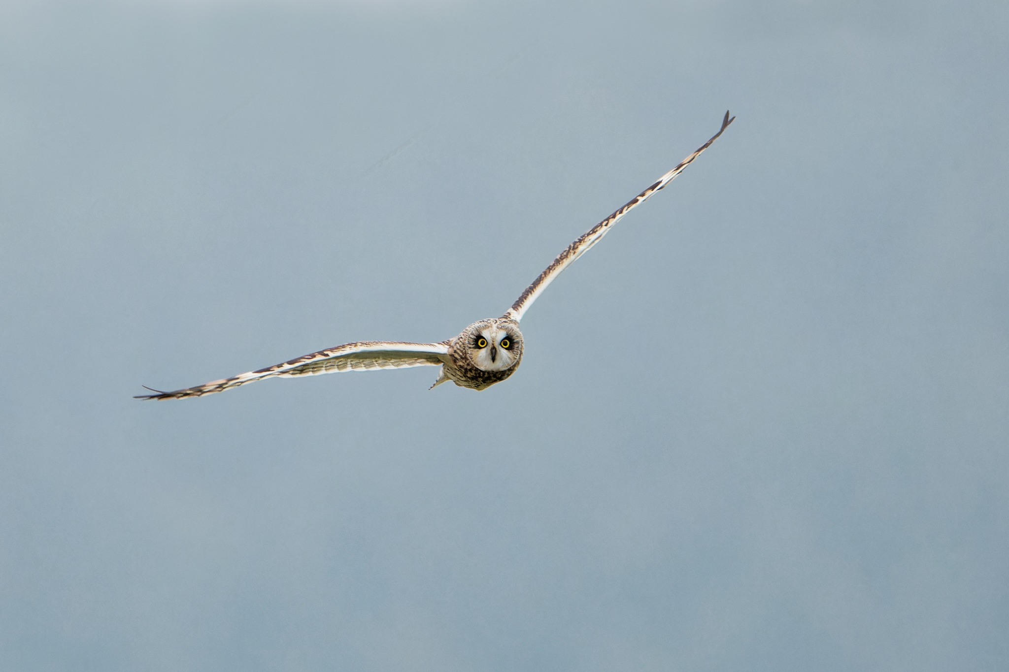 Կարճականջ բու | Օրեգոն