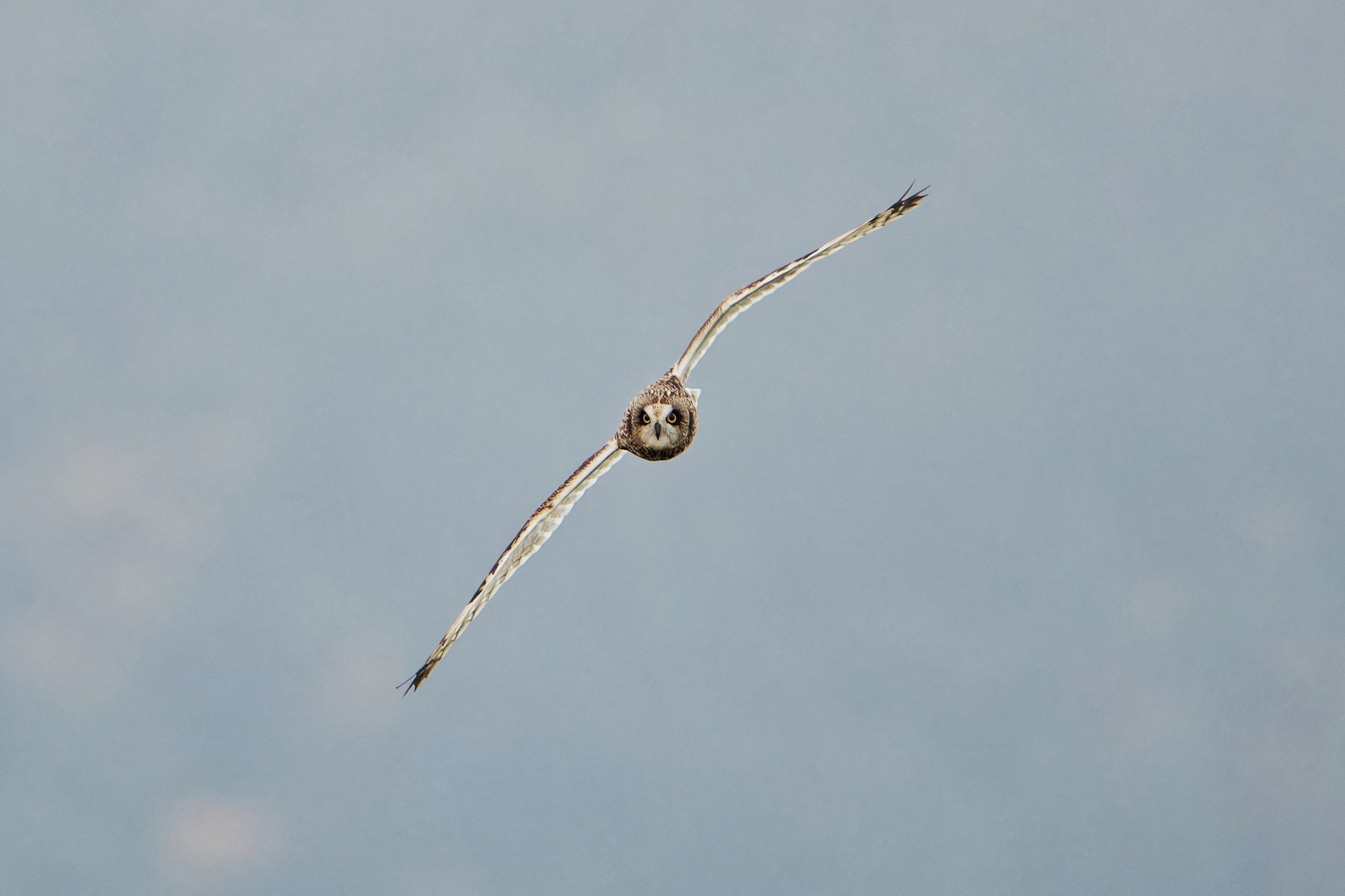Կարճականջ բու | Օրեգոն