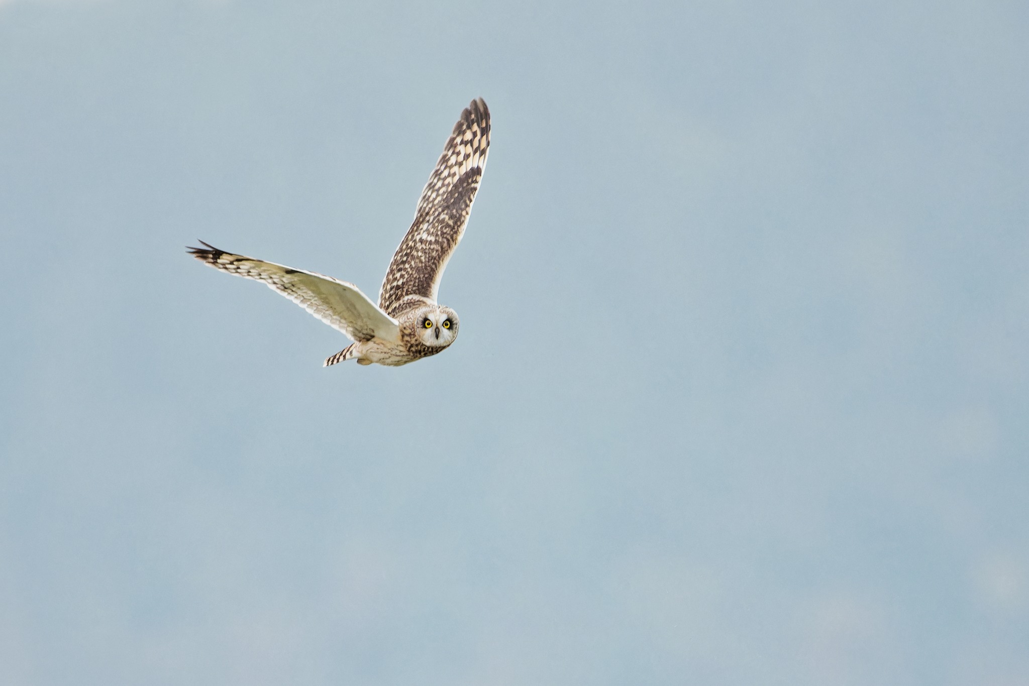 Կարճականջ բու | Օրեգոն