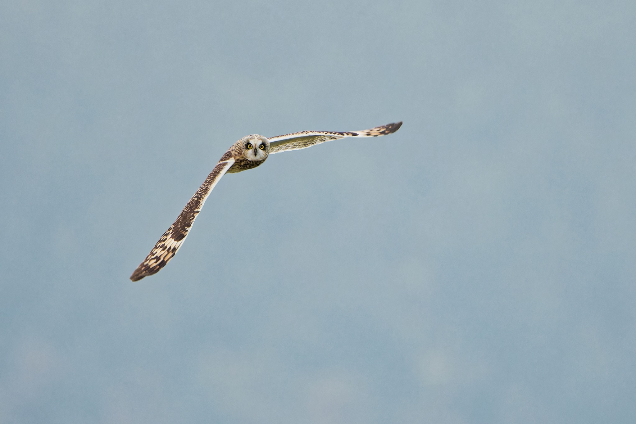 Կարճականջ բու | Օրեգոն