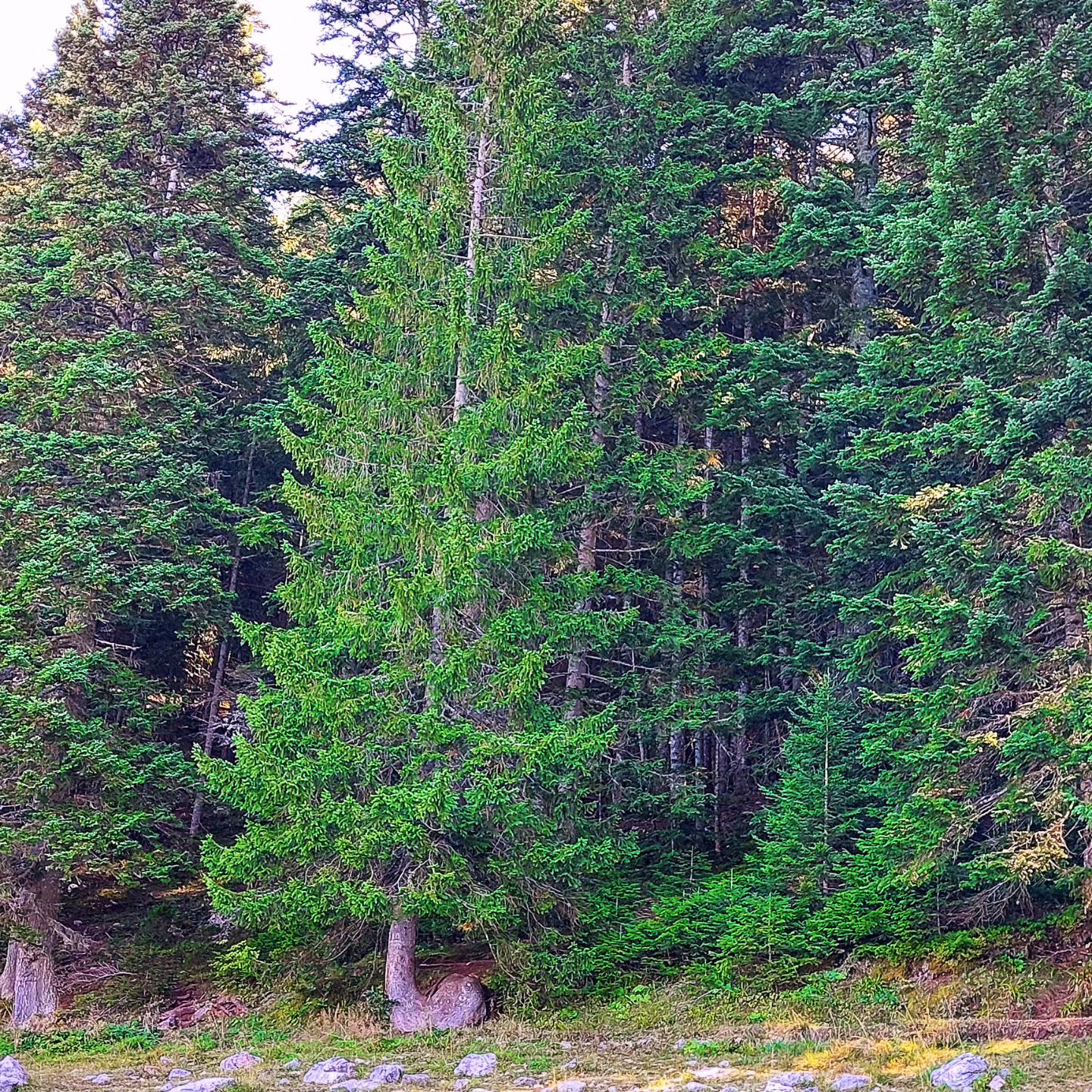 Դուրմիտոր ազգային պարկ, Չեռնոգորիա