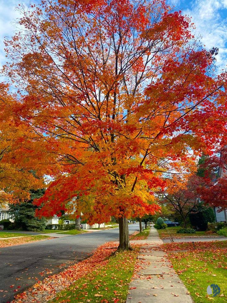 Գեղեցիկ աշուն 1