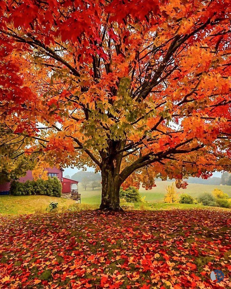 Գեղեցիկ աշուն 2