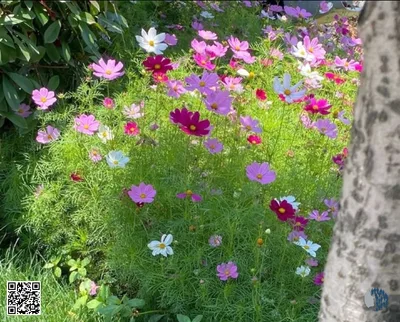 Ծաղկող ուրախության բազմություն | Վայրի ծաղիկների վառ խառնուրդը՝ նուրբ և հարուստ երանգներով, լցնում է այգին ջերմությամբ, գեղեցկությամբ և կենսունակ էներգիայով։