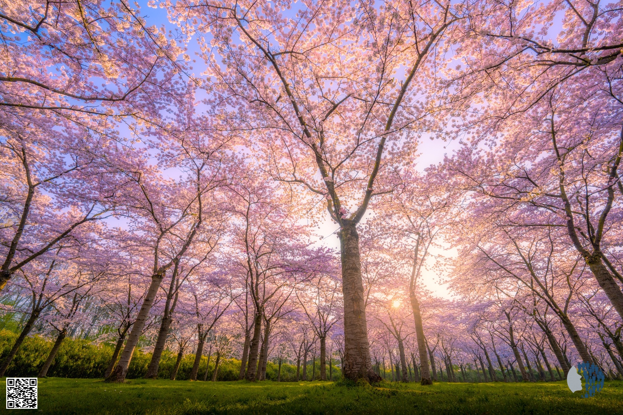 Pink Blossoms Across the Netherlands — A dreamy celebration of spring, where soft pink cherry blossoms transform Dutch landscapes into magical scenes of windmills