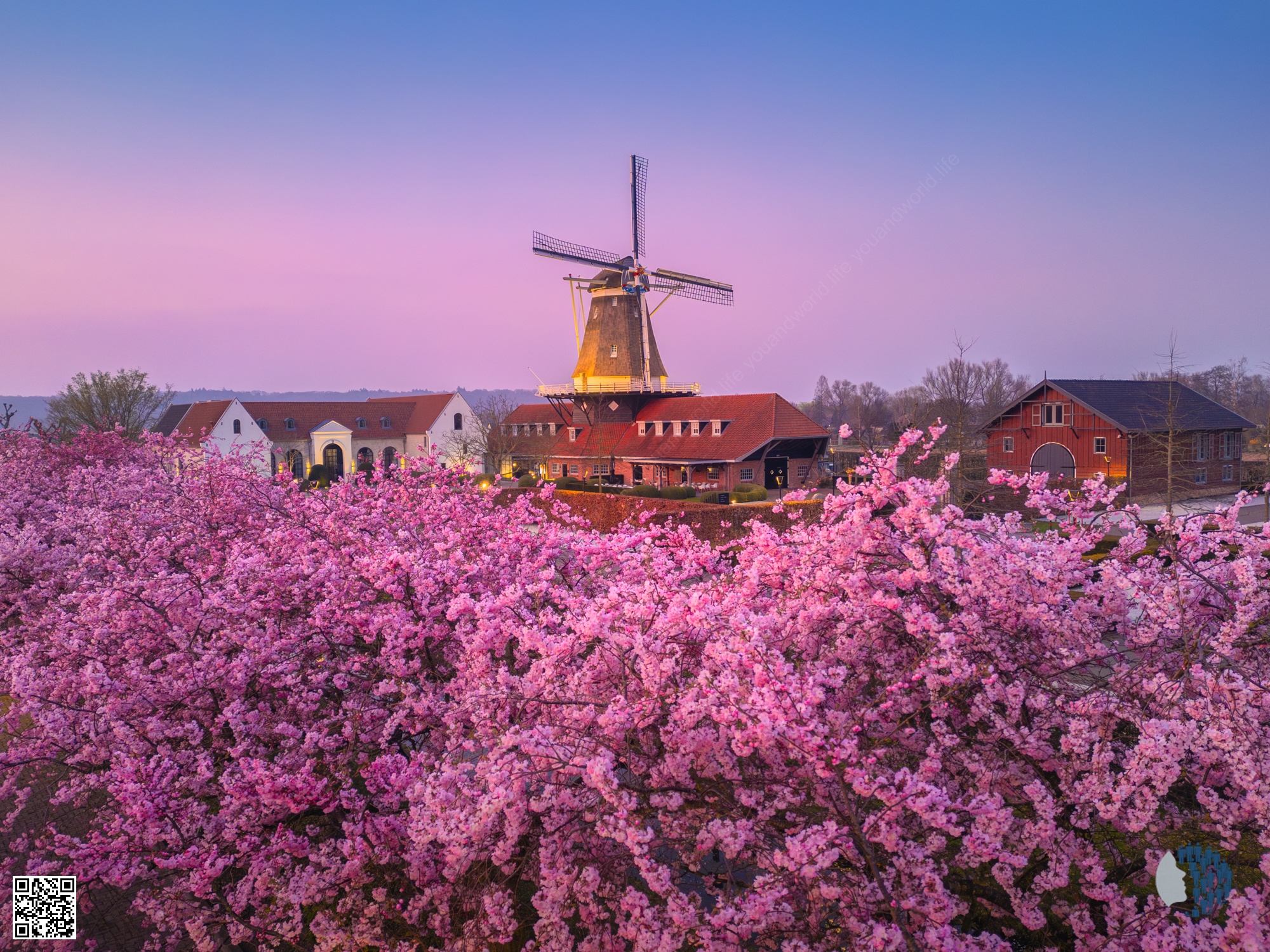 Pink Blossoms Across the Netherlands — A dreamy celebration of spring, where soft pink cherry blossoms transform Dutch landscapes into magical scenes of windmills