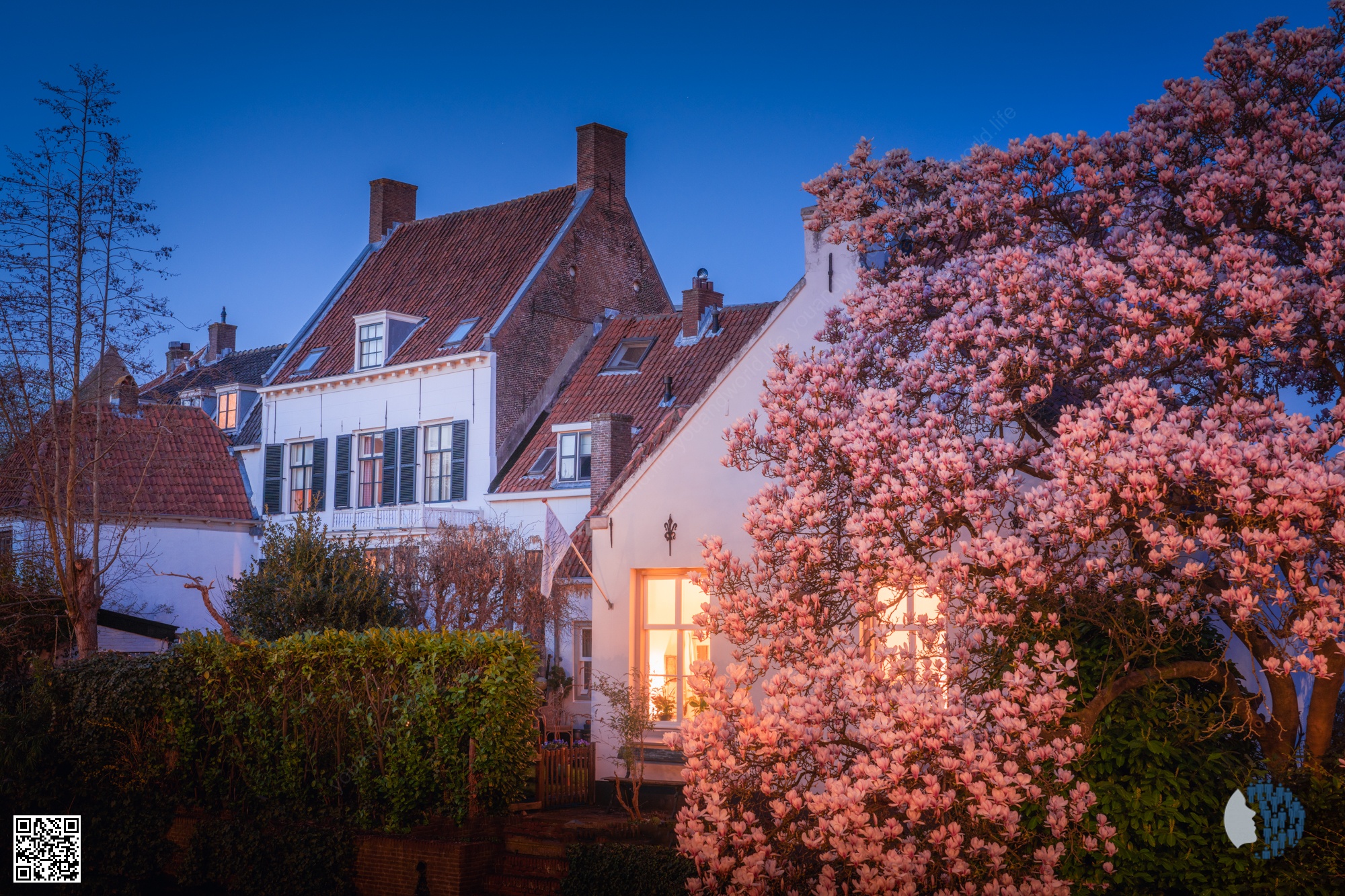 Pink Blossoms Across the Netherlands — A dreamy celebration of spring, where soft pink cherry blossoms transform Dutch landscapes into magical scenes of windmills