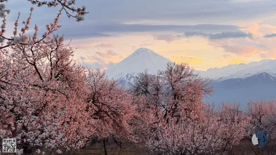 Արարատը ծաղկած այգիների մեջ | Մայրամուտի նուրբ լույսի տակ Արարատ լեռան և ծաղկած այգիների խաղաղ ու երազային տեսարանների գեղեցիկ հավաքածու