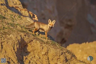 A Fox on a Rocky Hillside
