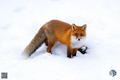 A Red Fox in the Snow in Sweden