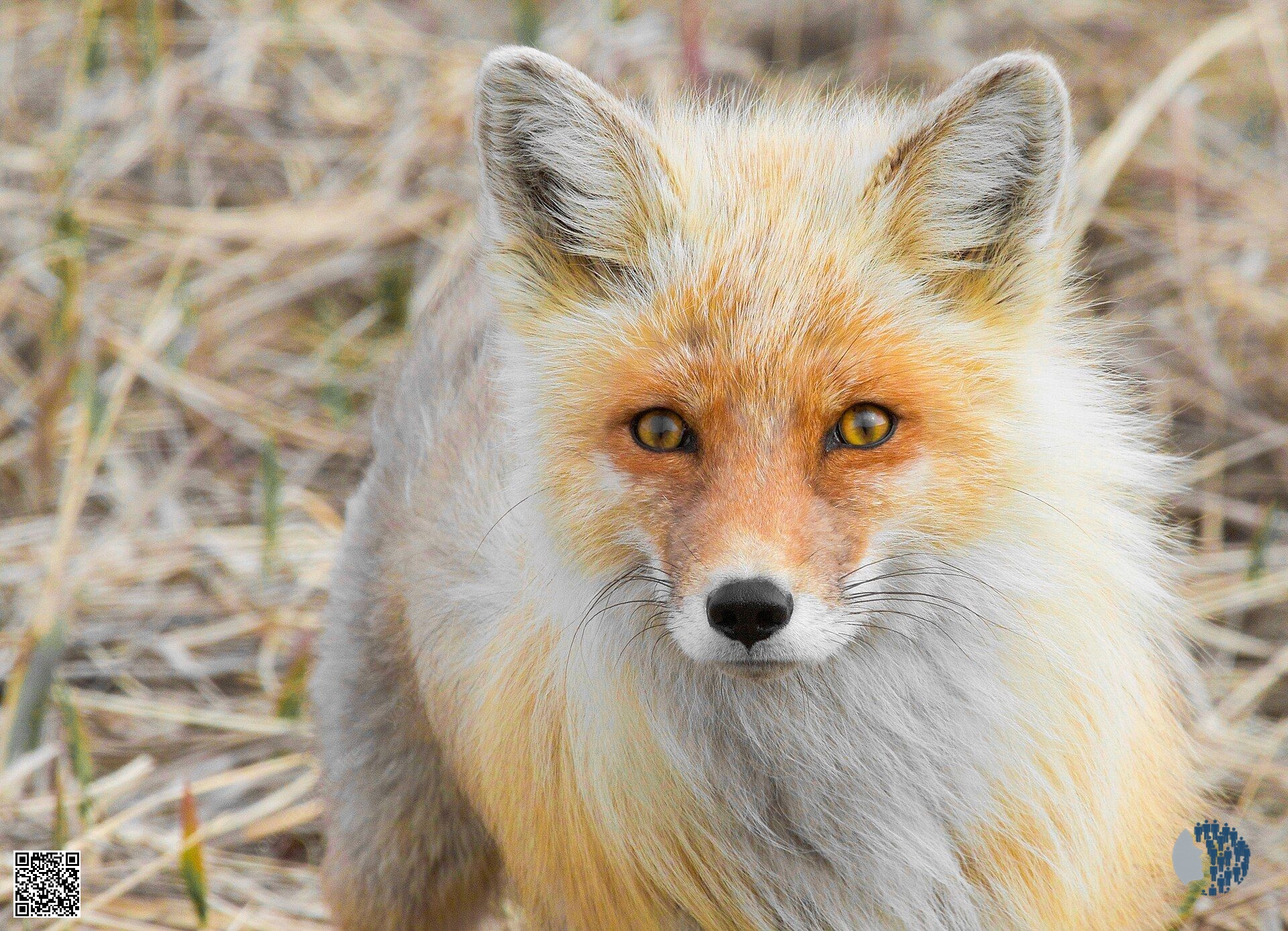 A Close Look at a Red Fox in Alaska